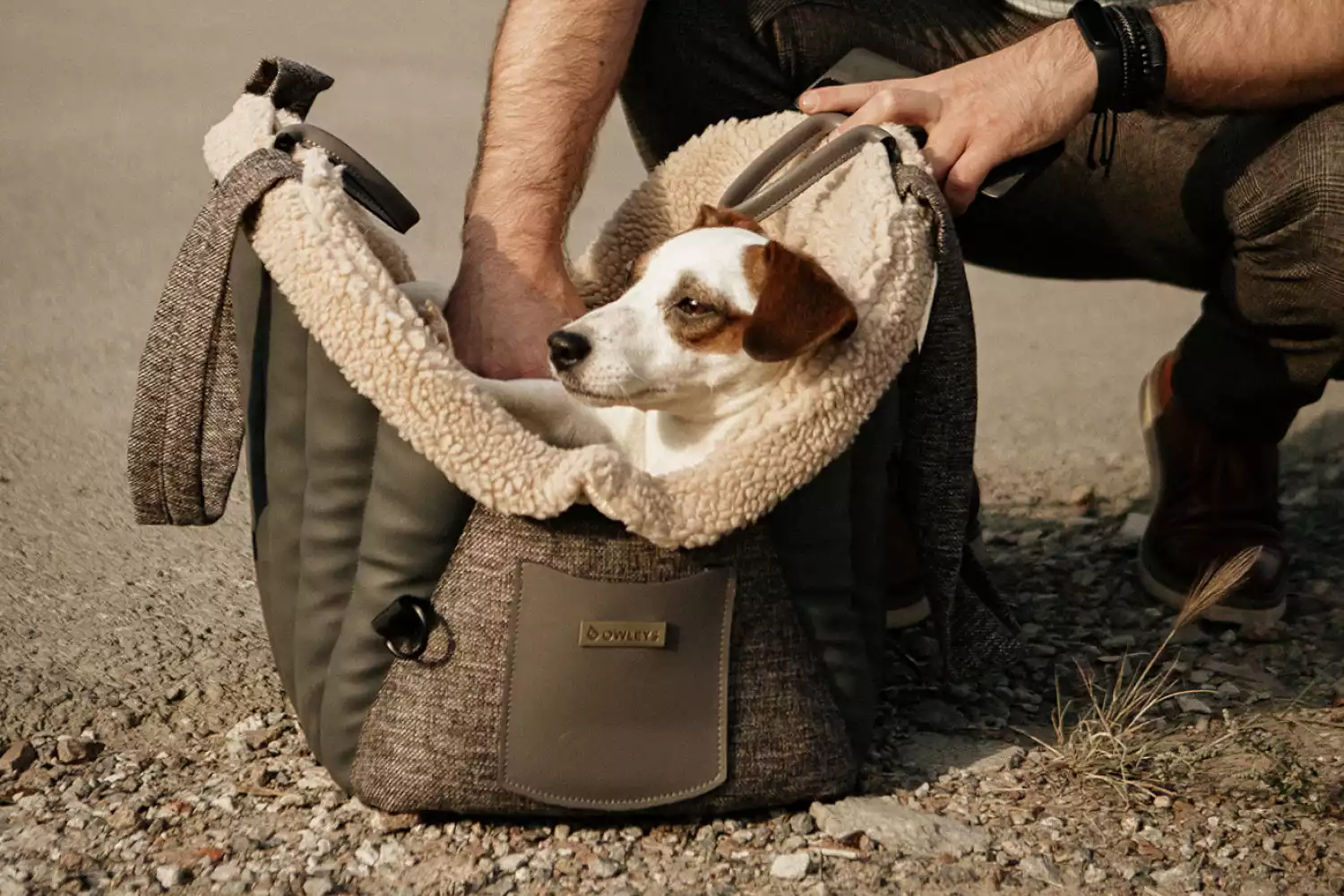 Audi A4 Dog Carrier Car Seat for Brussels Griffon