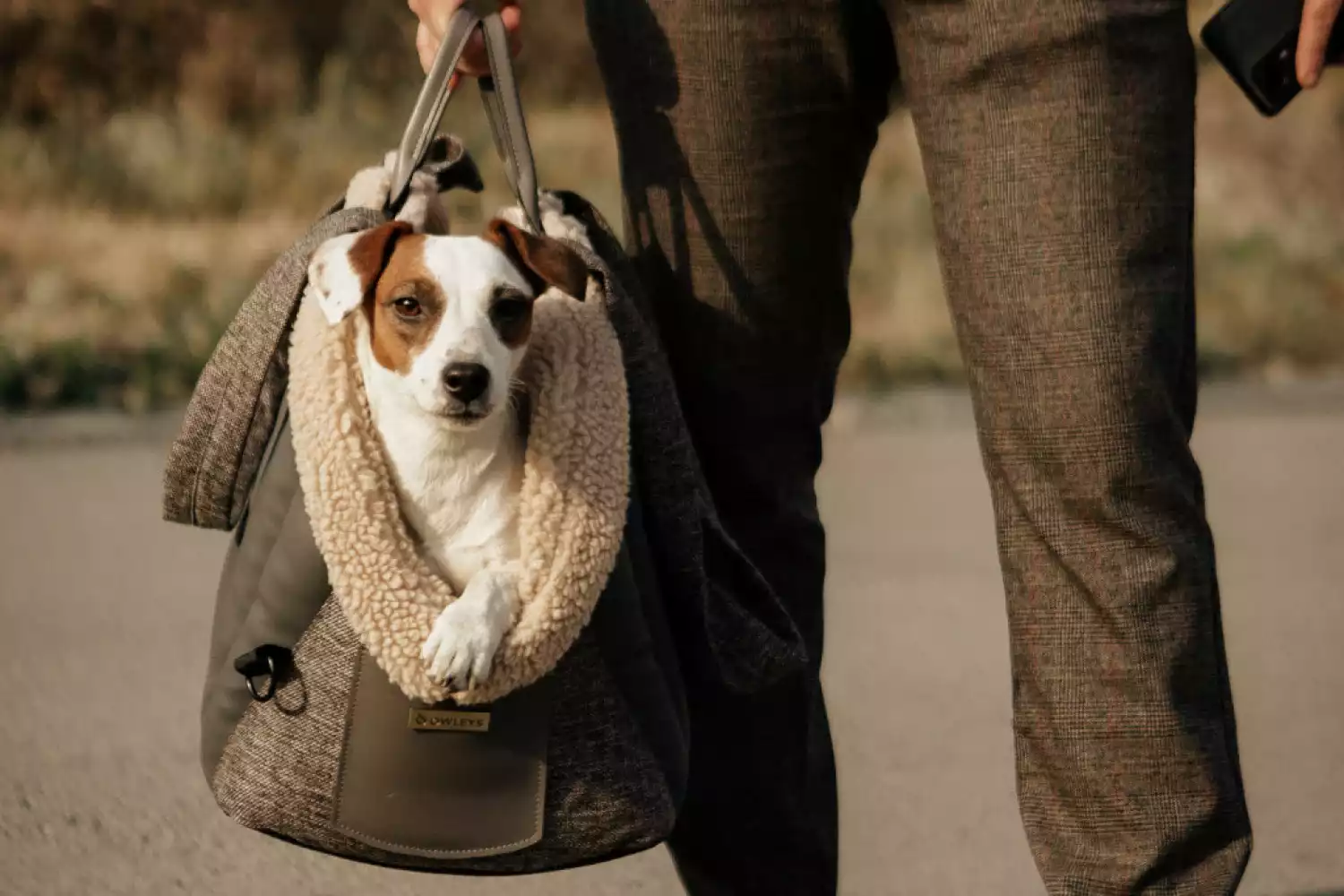 Mazda3 Dog Carrier Car Seat for Skye Terrier