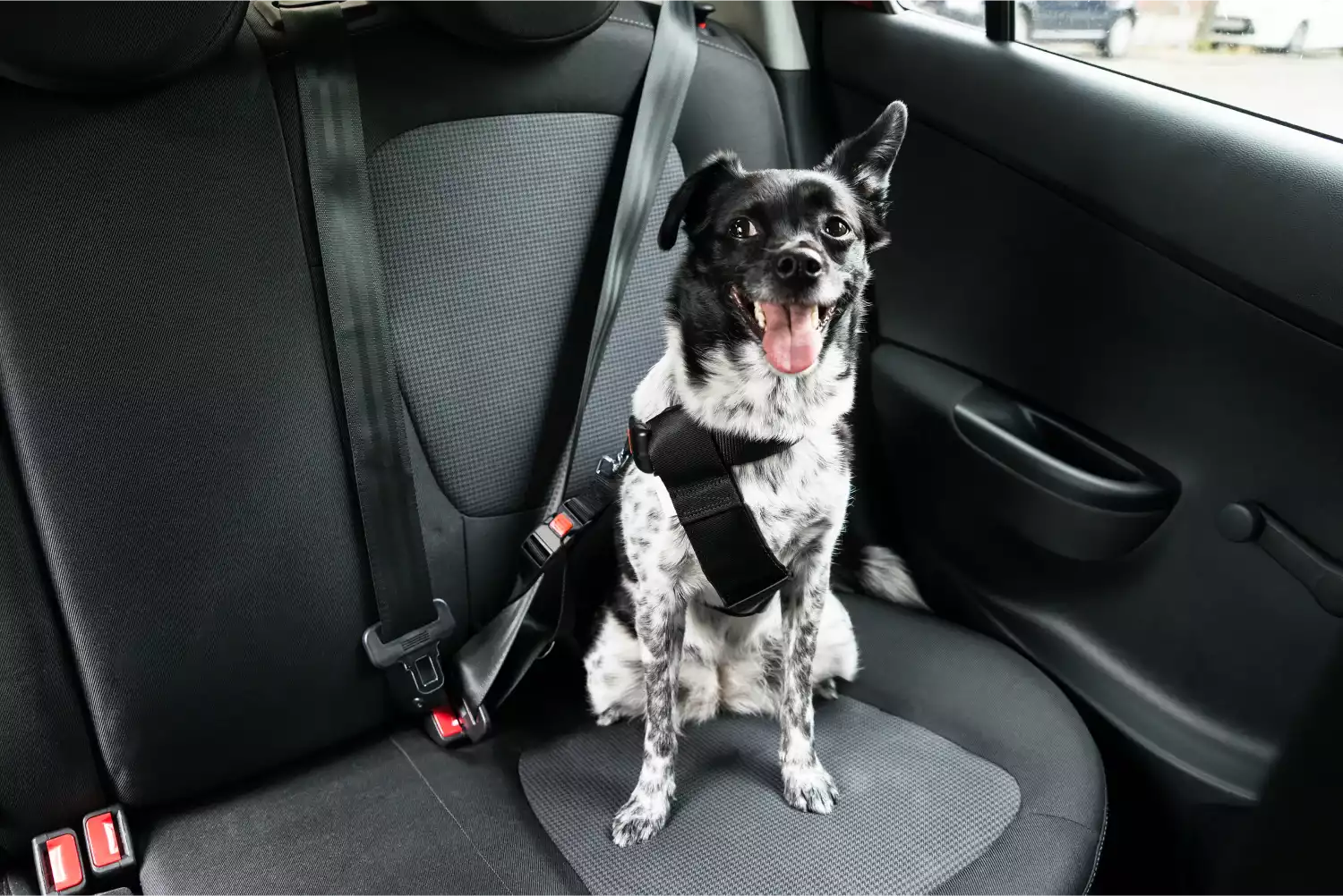 Hyundai Palisade Dog Safety Belt for Rat Terriers